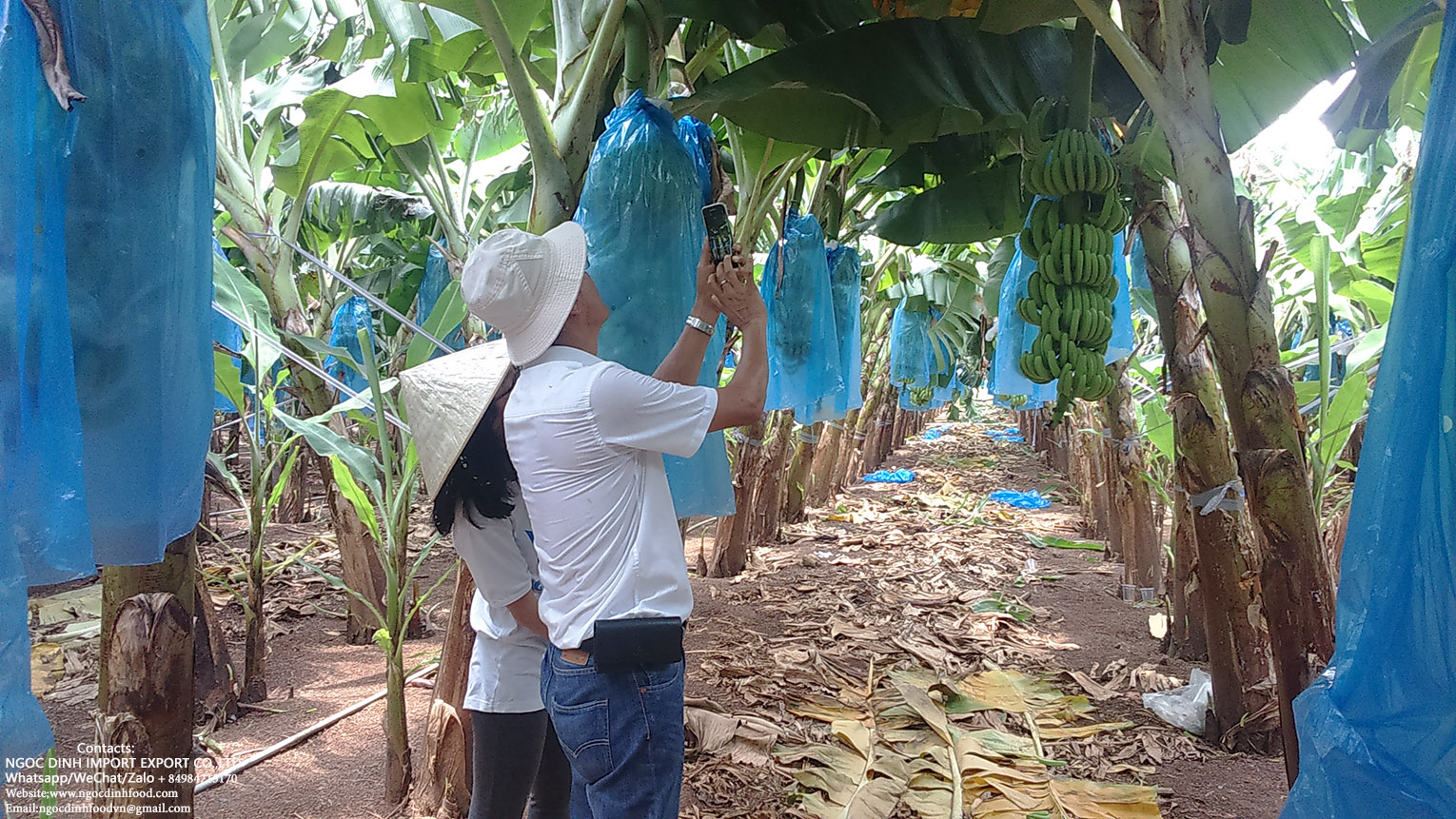 NÔNG SẢN CHẾ BIẾN